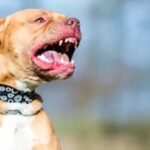 Tragedia en Moreno: un perro pitbull mató a un nene de 4 años y detuvieron a su madrina que estaba a cargo | FM Avenida