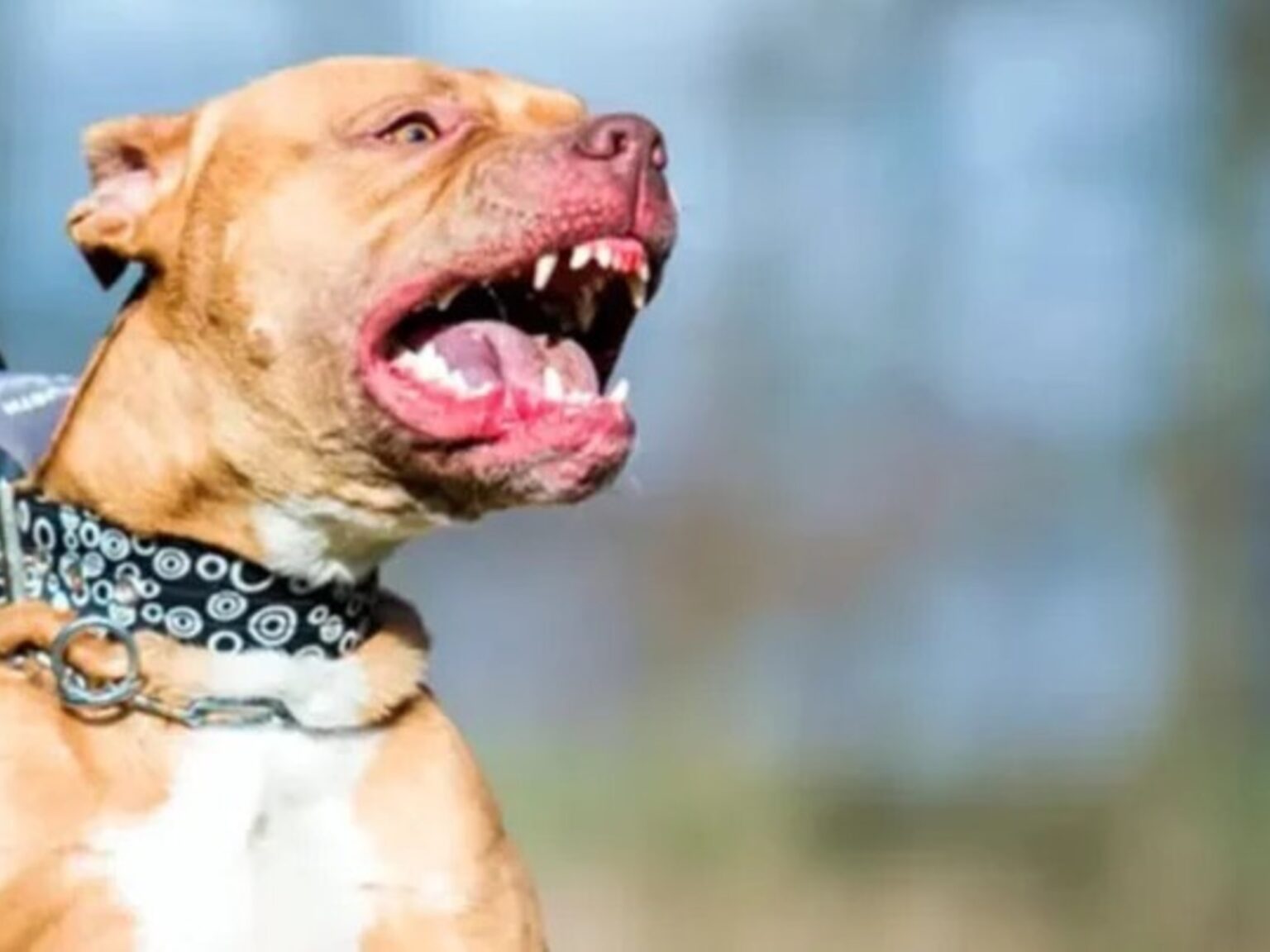 Tragedia en Moreno: un perro pitbull mató a un nene de 4 años y detuvieron a su madrina que estaba a cargo | FM Avenida