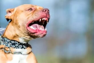 Tragedia en Moreno: un perro pitbull mató a un nene de 4 años y detuvieron a su madrina que estaba a cargo | FM Avenida