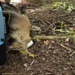 Un ave rehabilitada volvió a volar en libertad tiempo después de haber sido rescatada en mal estado de salud | FM Avenida