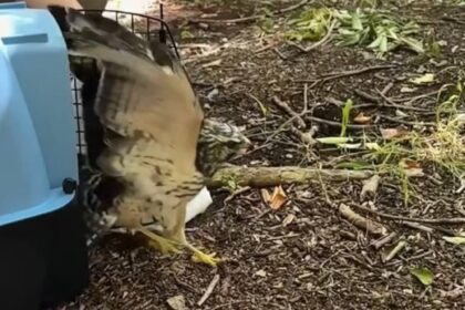 Un ave rehabilitada volvió a volar en libertad tiempo después de haber sido rescatada en mal estado de salud | FM Avenida